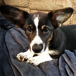 Rosie - Cardigan Welsh Corgi