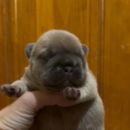 Blue Fawn Boy (Sansa - Meeko) - Brindle male French Bulldog puppy in Gulf Breeze, Florida from SW Frenchies