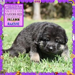 CHARM - Black and tan female German Shepherd puppy in Murrieta, California from Diamond Oaks German Shepherds