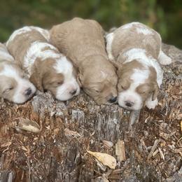 Cavapoo, Cockapoo, and Poodle Puppies from Heavenly puppies to love