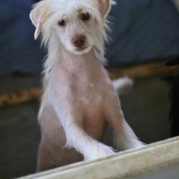 DaoDog Polar Bear - White and chocolate male Chinese Crested puppy in Highland Park, Michigan from Family Kennel Dao Dog