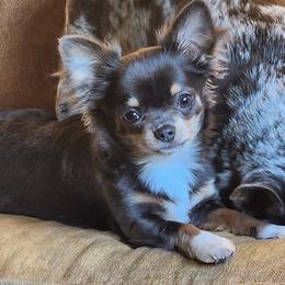 Ellie Mae - Chihuahua