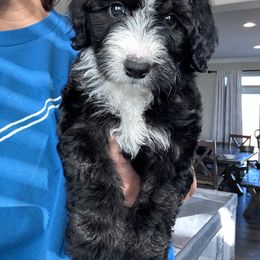 Lurch - Black and white male Sheepadoodle puppy in Colorado Springs, Colorado from Kings Doodles