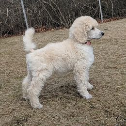 Poodle Puppies from Palladium Poodles