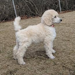 Poodle Puppies from Palladium Poodles
