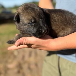 Yellow - Sable female German Shepherd puppy in Louisburg, North Carolina from C6 Ranch & Shepherds