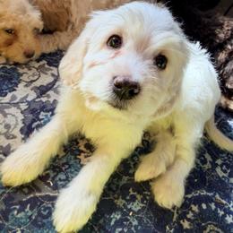 Heavy Whipping Cream - with training - Cream male Cockapoo puppy in Boonville, North Carolina from Doods & Dolls