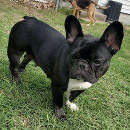 French Bulldogs from Savvy Frenchies