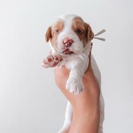 Hancock (Silver Collar) - Parti male Goldendoodle puppy in Beaverton, Oregon from Henry Elliots