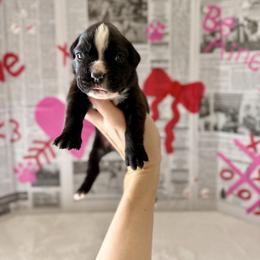 Meredith - Brindle female Boxer puppy in Upper Sandusky, Ohio from Rock Run Homestead