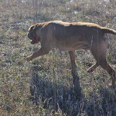 Hazel - Dogue de Bordeaux