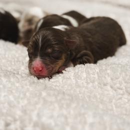 Moose AKC - Red tri-color male Australian Shepherd puppy in Polk City, Florida from Skaky Shepherds