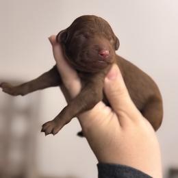 Clay - Red  male Poodle puppy in Osyka, Mississippi from Southern Sunshine Standards