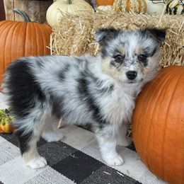 Aussiedoodles and Australian Shepherds from Anchor Brand Aussies
