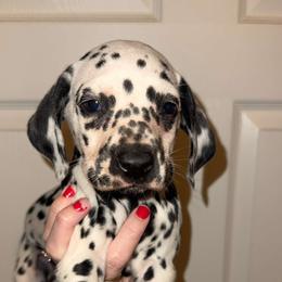 Snowball - White and black female Dalmatian puppy in Bremen, Georgia from Clark’s Dalmatians