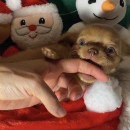 Chihuahua Puppies from Pikanoo Pups