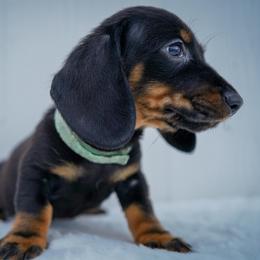 Raider - Black and tan male Dachshund puppy in Temecula, California from Naomi Magee's Dachshund Kennel