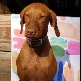 Mischa - Vizsla