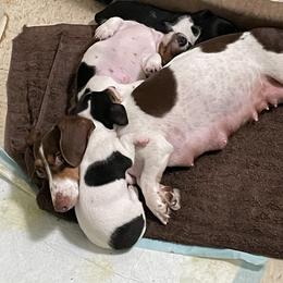 Dachshund Puppies from Hursh’s Hounds