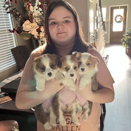 Pembroke Welsh Corgi puppies from Living Simply with Corgi's