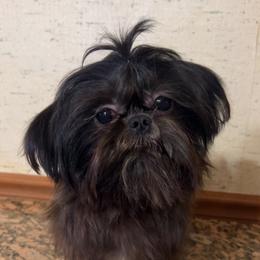 Khylo - Shih Tzu