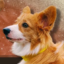 Raeni - Pembroke Welsh Corgi