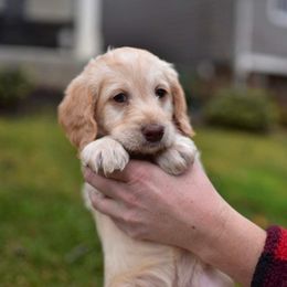 Australian Labradoodles from Companion Pups NW