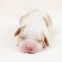 Cockapoo Puppies from Firm Foundation Cockapoos