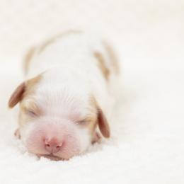 Cockapoo Puppies from Firm Foundation Cockapoos