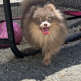 Dior - Pomeranian