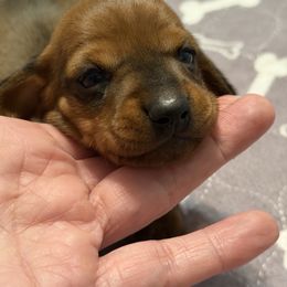 Parker - Red female Dachshund puppy in Raeford, North Carolina from Army of Dachshunds