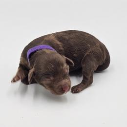 Purple Female - Brown and tan female Cockapoo puppy in Mocksville, North Carolina from Hunting Creek Farms