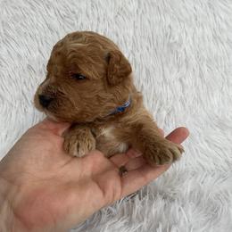 Willoughby - Red  male Goldendoodle puppy in Fairmont, West Virginia from Mountainside Doodles, LLC