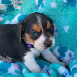 Beagle puppies from Linda's Puppies