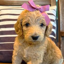Drama Queen - Apricot female Goldendoodle puppy in Social Circle, Georgia from Poppiedoodle Farms