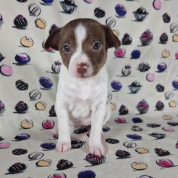 Hazelnut - White, chocolate and tan female Rat Terrier puppy in Rio Vista, California from CaliRats Rat Terriers