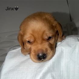 Jinx  Black Collar - Yellow male Labrador Retriever puppy in Elloree, South Carolina from Moonlight Kennels LLC