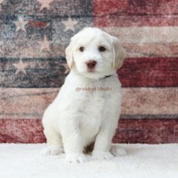 Dew - Cream male Australian Labradoodle puppy in Hurricane, Utah from Red Desert Doodles