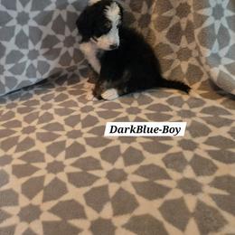 Dark Blue - Tri-color male Bernedoodle puppy in Columbia, Illinois from Hillcastle Breeders