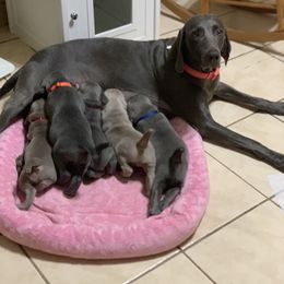 Weimaraner Puppies from Jennifer Anne's Weimaraners