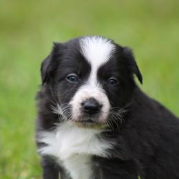 Girl 2 - Seal female Border Collie puppy in Tylertown, Mississippi from Cool Meadow Farms