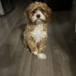 Millie - Cavapoo
