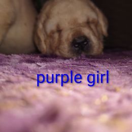 Purple collar girl - Yellow female Labrador Retriever puppy in Nacogdoches, Texas from Westlane Dogs