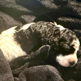 Blossom - Tri-color female Bernedoodle puppy in Mint Hill, North Carolina from Ball-Y-Hoo Bernedoodles