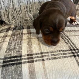 Dachshund Puppies from Regan's Divas