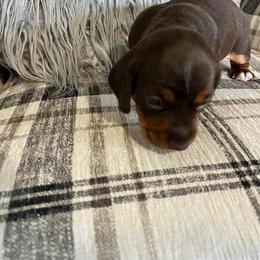 Dachshund Puppies from Regan's Divas