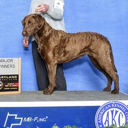 Roan - Chesapeake Bay Retriever