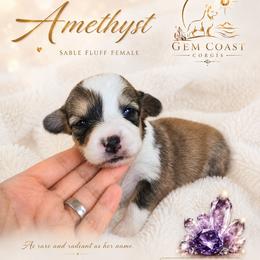 Amethyst - Sable and white female American Corgi puppy in Mariposa, California from Gem Coast Corgis