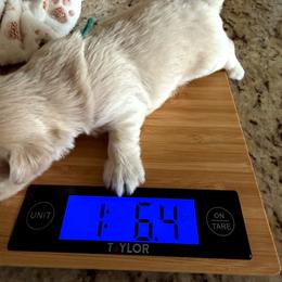 Teal - Sable and white male Shih Tzu puppy in Yorba Linda, California from AKC Registered Purebred Shihtzus