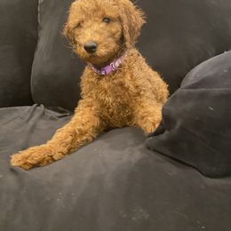 Poodle Puppies from Shamrock’s Poodles